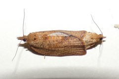 Celypha
