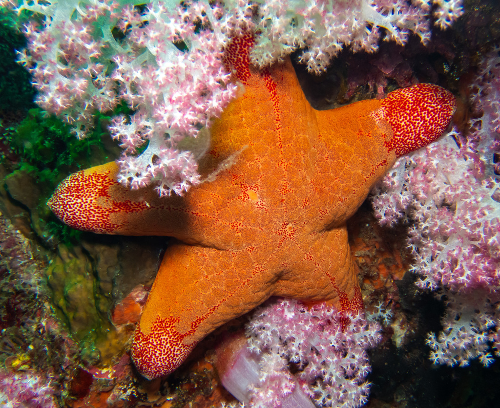 Grainy Cushion Star