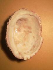 Concholepas concholepas