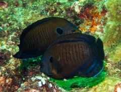 Dusky Angelfish photo 3