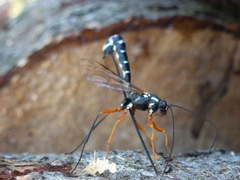 Rhyssa alaskensis