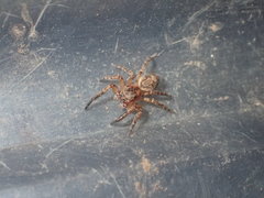 Mexigonus morosus
