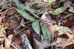 Erythronium americanum