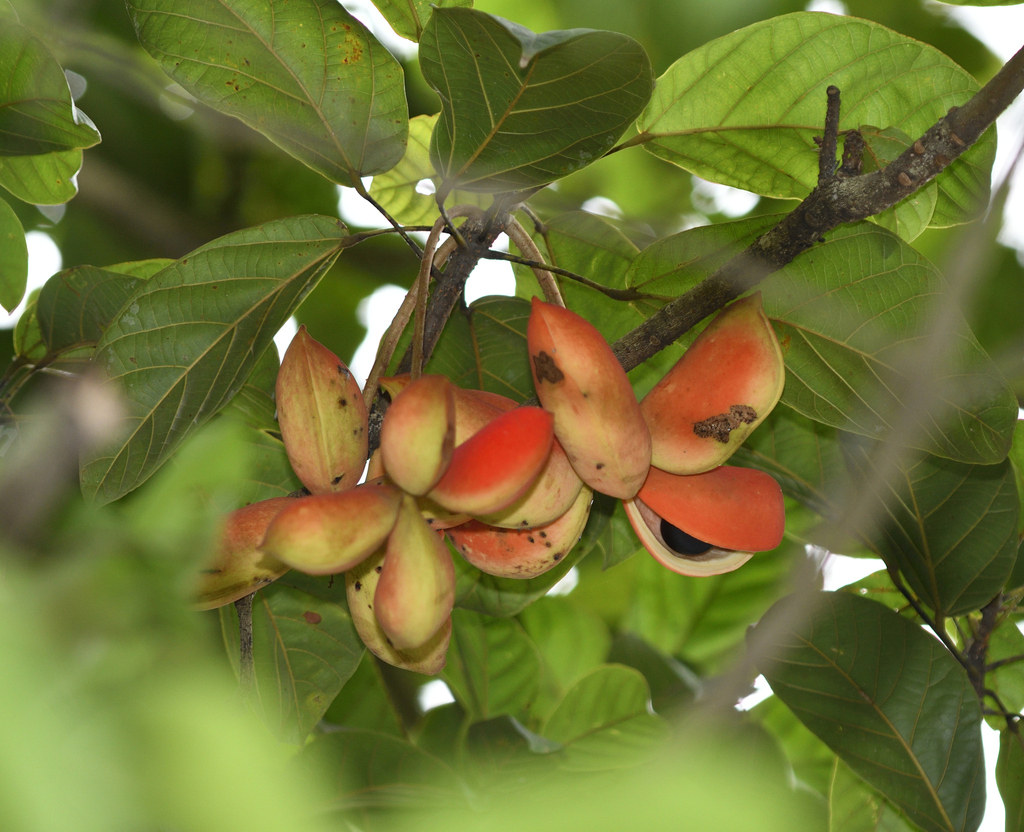 Sterculia parviflora (Sterculia parviflora)