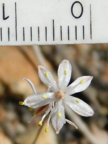 Fusifilum physodes
