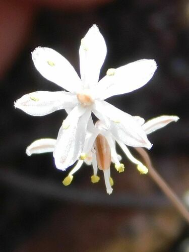 Fusifilum physodes