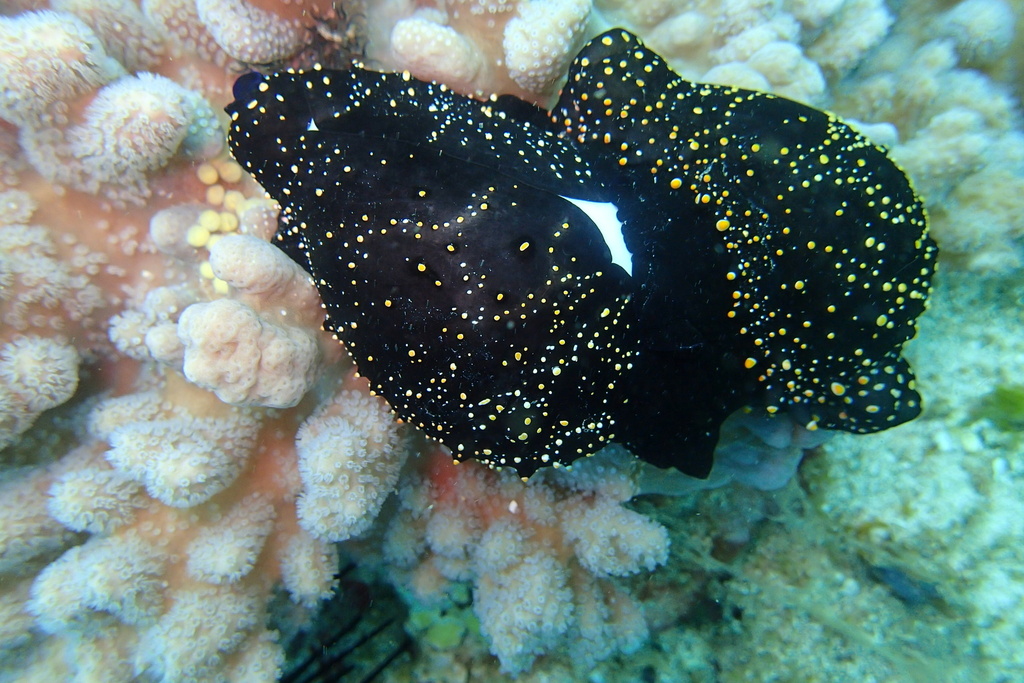 Common Egg Cowry from Indian Ocean, Kwale, KE on December 7, 2023 at 03 ...