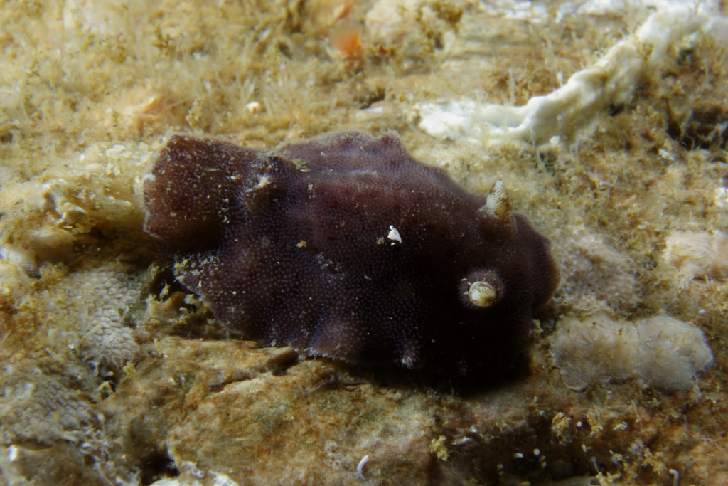 Aporodoris