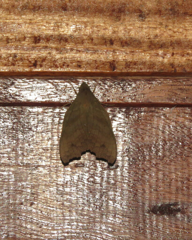 Aleuron chloroptera