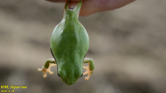Hyla flaviventris