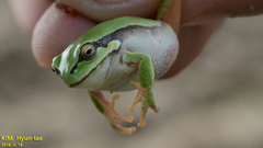Hyla flaviventris