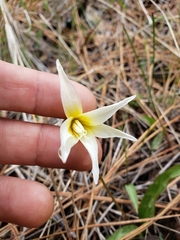 Erythronium multiscapideum