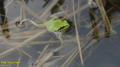 Hyla flaviventris