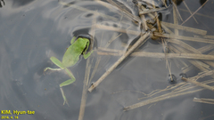 Hyla flaviventris