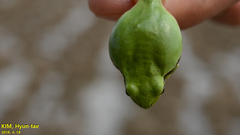 Hyla flaviventris