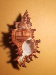 Chicoreus torrefactus