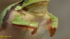 Hyla flaviventris
