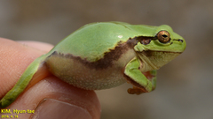 Hyla flaviventris