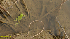 Hyla flaviventris