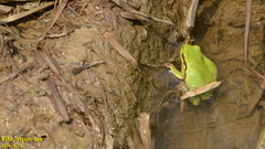 Hyla flaviventris