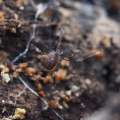 Mitostoma chrysomelas