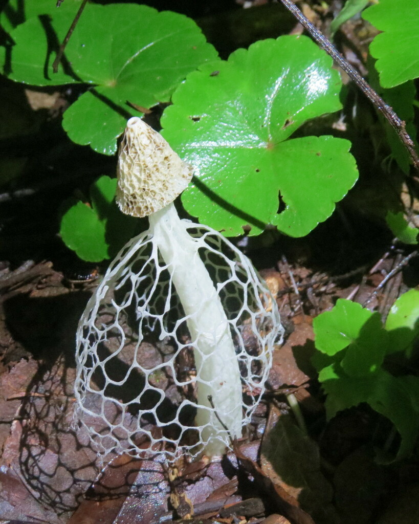 Phallus indusiatus · December 2023 · photo: © lucasmantelo (iNaturalist, cc-by)