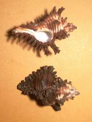Chicoreus brunneus