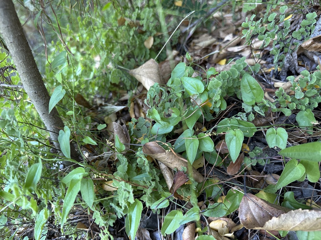 Cinnamon vines from Culenco, Pemuco, Región de Ñuble, CL on December 8