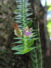 Swartz's leafystem orchid