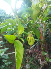 Passiflora edulis image