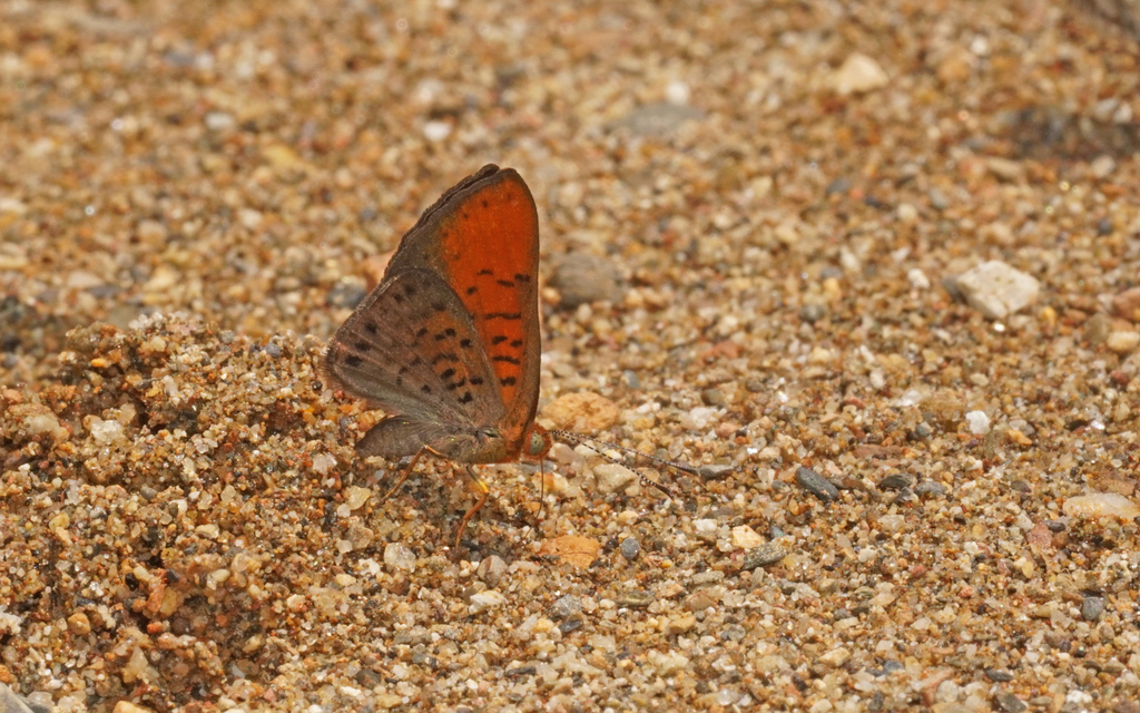 Emesis temesa