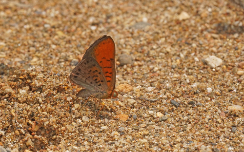 Emesis temesa