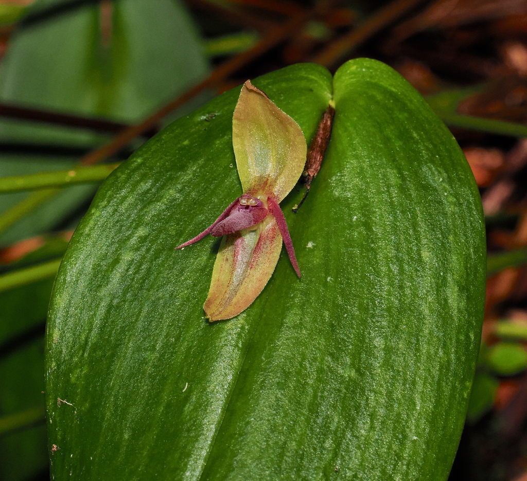 Pleurothallis baezensis