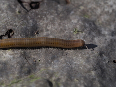 Cylindroiulus luridus