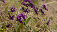 Viola mandshurica