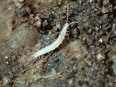 Scutigerellidae