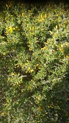 Genista corsica