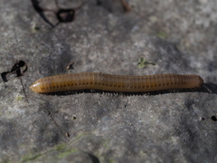 Cylindroiulus luridus