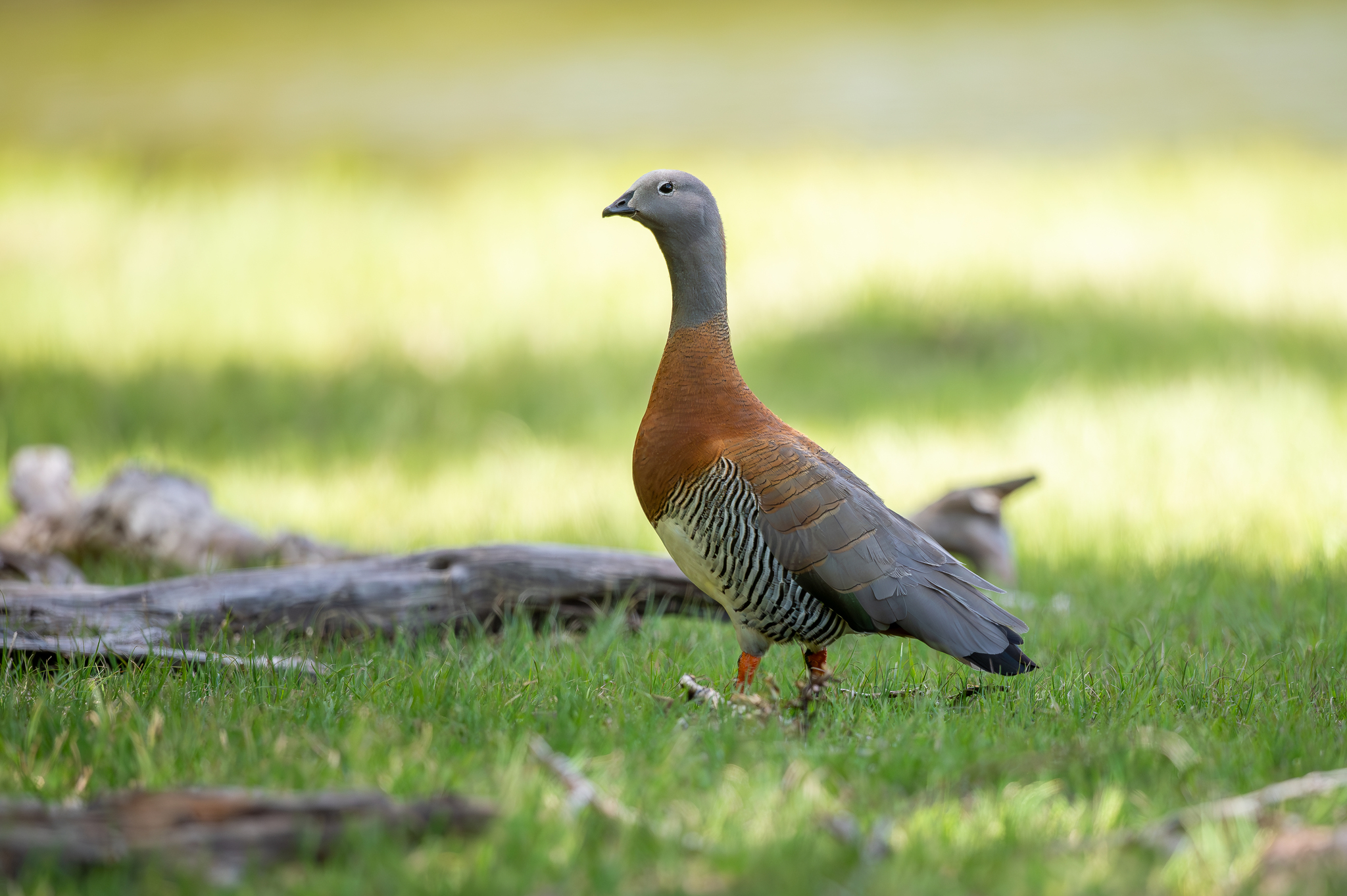 Ashy-headed Goose illustration