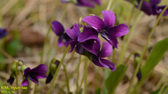 Viola mandshurica