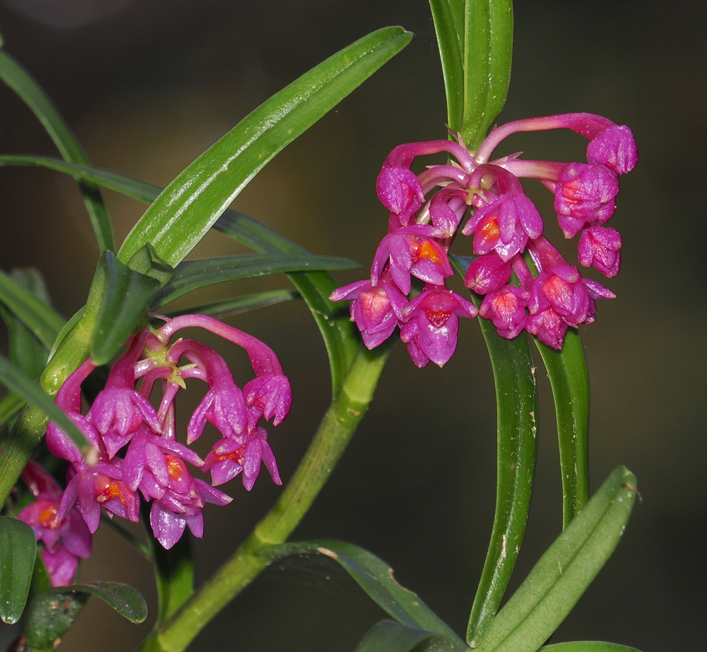 Epidendrum gastropodium