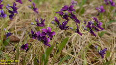 Viola mandshurica