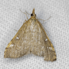 Udea hyalistis