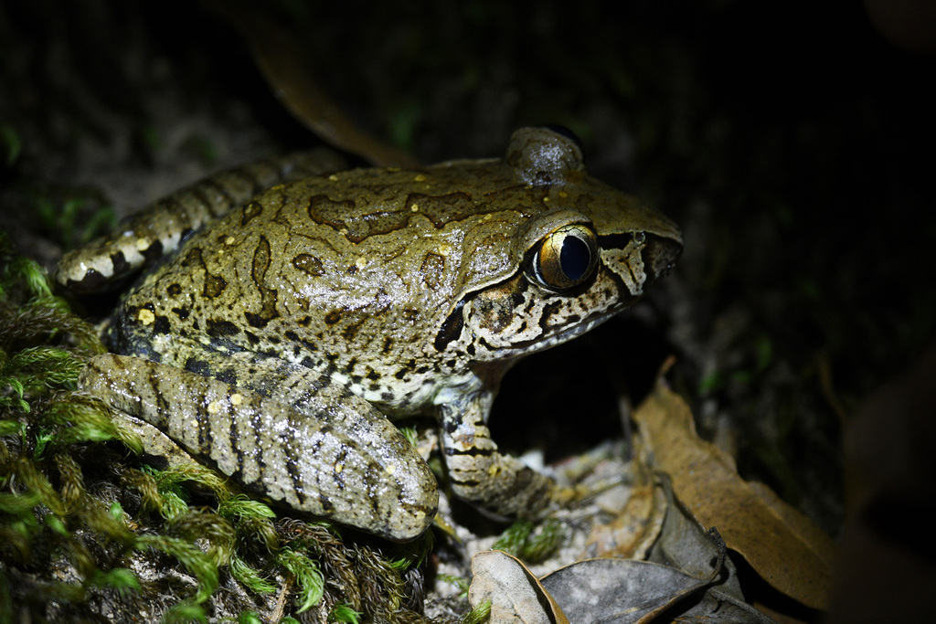 Giant Barred Frog (Mixophyes iteratus)