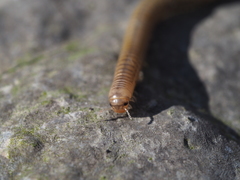 Cylindroiulus luridus