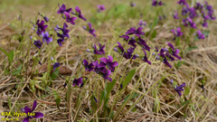 Viola mandshurica