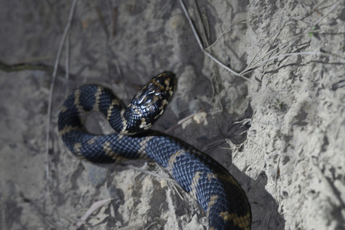 Stephens' Banded Snake sighting
