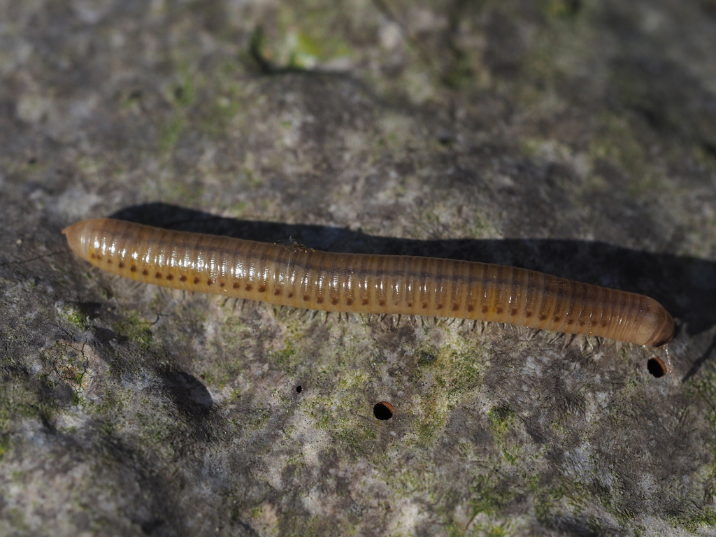 Cylindroiulus luridus