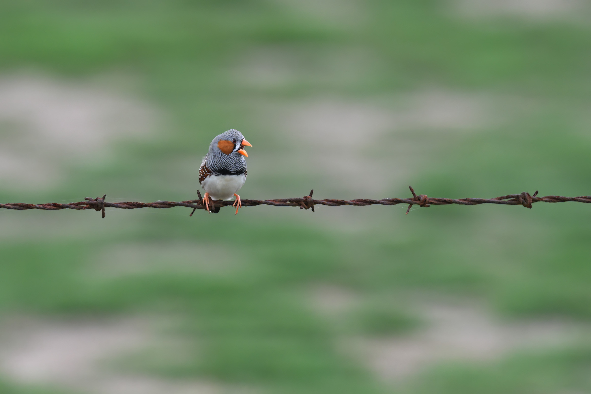 Zebra Finch
