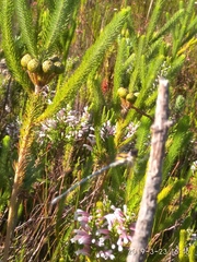 Chlorolestes conspicuus